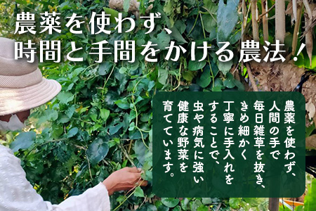 《予約受付》沖縄の健康長寿の秘訣「琉球百薬（おかわかめ）」10袋と旬のおまけ野菜詰め合わせ！農薬を使わない栽培方法を続けるミネイさんの野菜 2025年2月上旬以降～順次発送 OI-24