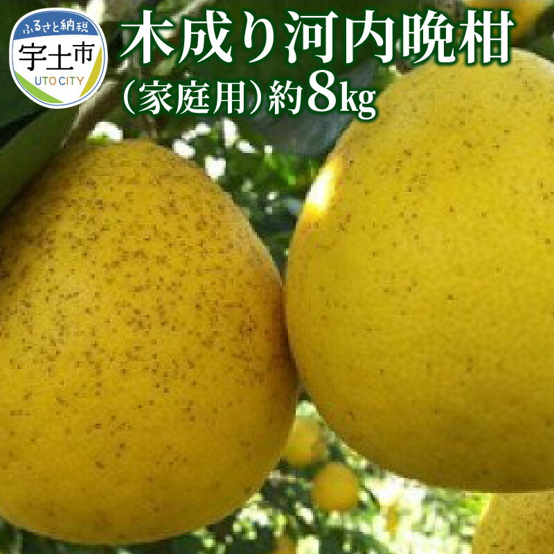 【ふるさと納税】晩柑 河内晩柑 約 8kg 木成り河内晩柑 家庭用 宇土産 果物 柑橘 フルーツ 果汁 たっぷり 酸味 さわやか すっきり 甘さ サイズさまざま お取り寄せ お取り寄せフルーツ 数量限定 送料無料 【熊本県宇土市】