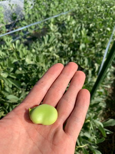 そら豆 2kg 京都 亀岡産 野菜 豆類 旬 春