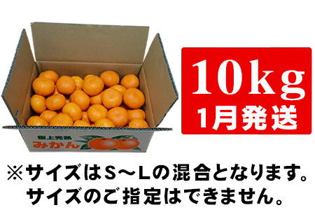 『先行予約』【令和8年1月から発送】吉田みかん園の樹上完熟みかん 10kg 柑橘 ミカン 蜜柑 フルーツ 果物