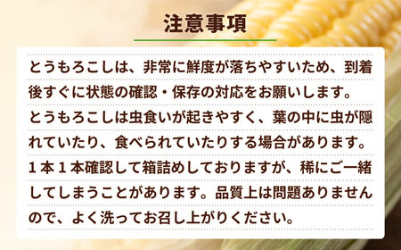 とうもろこし ピュアホワイト 6kg 茨城県産 トウモロコシ 深夜採り 朝出荷