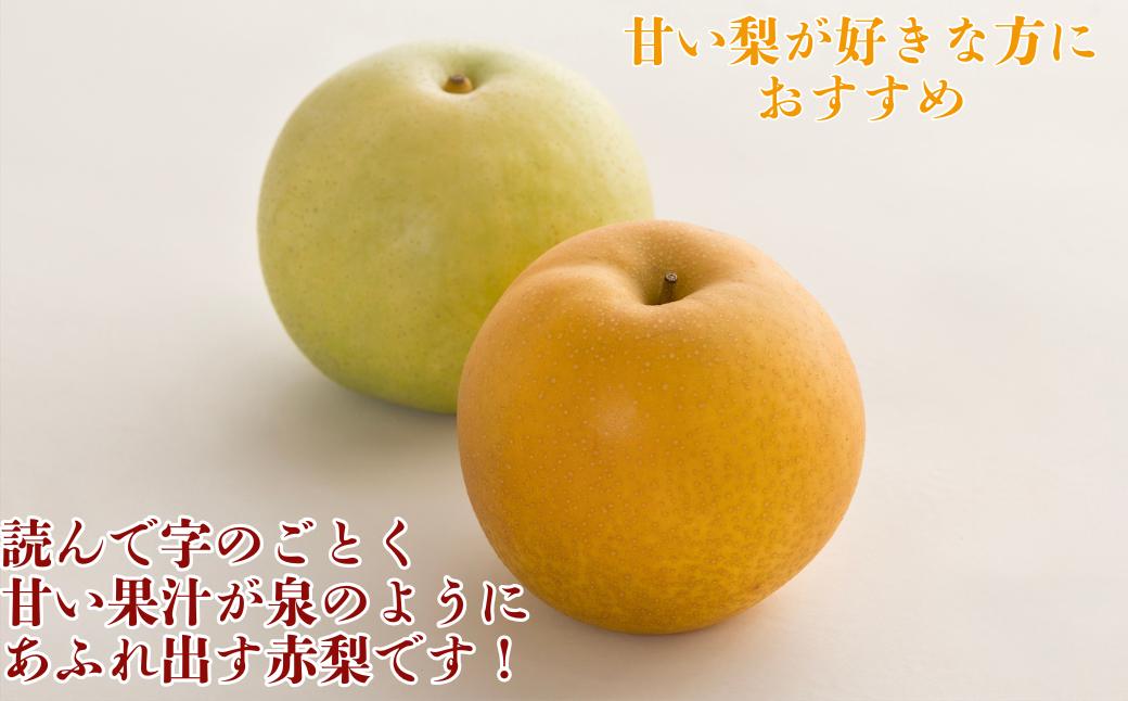 新甘泉(赤秀) 3kg