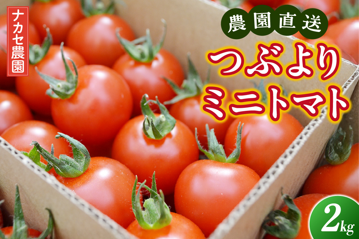 農園直送 つぶより ミニトマト 2kg入り│トマト プチトマト 甘い 野菜 産地直送 愛知県 東浦町