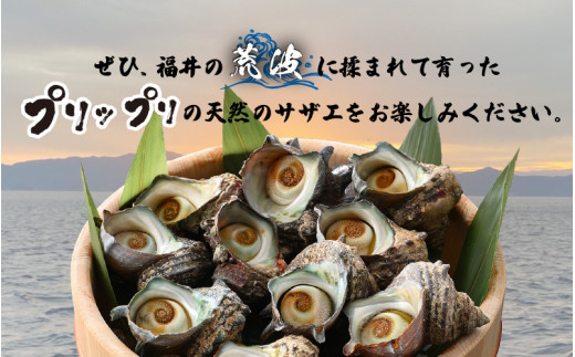 日本海若狭湾 【活きたまま天然サザエ約1kg】 海水パックにてお届け！【活サザエ 貝 魚介 魚介類 海鮮 海産物 さざえ 栄螺 肝 刺身 壺焼き つぼ焼き バーベキュー BBQ 国産】 [m36-a034]