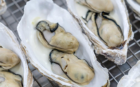 菅原商店の山田湾育ちのカキグラタン(16個入り) 三陸山田 かき 牡蠣 海産品 海産物 YD-464