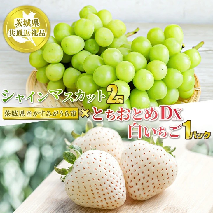 
            シャインマスカット2房　とちおとめDX1パック白いちご1パック【茨城県共通返礼品　かすみがうら市産】果物 くだもの フルーツ マスカット ぶどう ブドウ 葡萄 いちご 苺 冷蔵 クール便　※2024年12月下旬～2025年1月下旬頃に順次発送予定
          