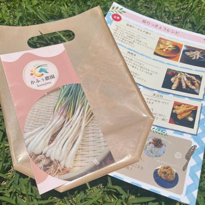 ふるさと納税 久米島町 【2026年1月から順次発送】久米島産の島らっきょう1.8kg |  | 02