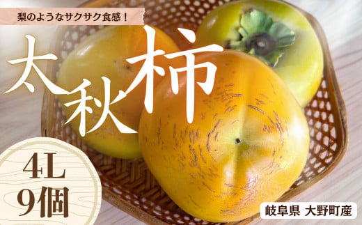 【先行予約】梨のような食感！ Farm m&aの太秋柿 4L×9個 秀品 岐阜県 大野町（2025年10月中旬～発送）農家直送 果物 フルーツ 秋の味覚 柿 かき 太秋 たいしゅう