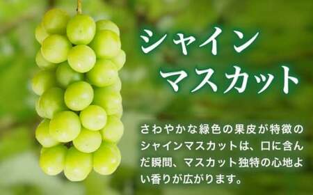 先行受付 シャインマスカット1房とりんご2玉 約1.3kg　詰め合わせ ［小布施屋］令和8年産 【2026年9月下旬頃～11月上旬頃まで順次発送】 ［A-307］