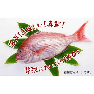 ふるさと納税 高知市 高知産「真鯛」炊込みの素　3合炊込み用タレ付【BX009】 |  | 01