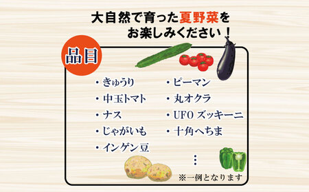 夏野菜 セット 10種 詰合せ 高地野菜 野菜 野菜 野菜 野菜 野菜