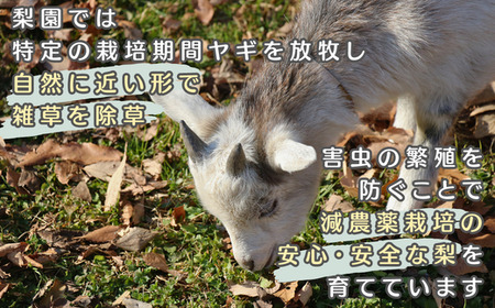 梨のパウンドケーキ&梨ゼリー ギフトセット | パウンドケーキ ゼリー 