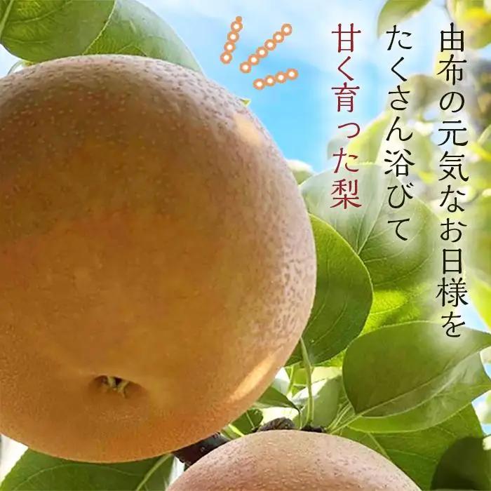 【定期便 全3回／2027年8～10月発送】＜旬の梨おまかせ5kg・6-14玉＞×3回（自家製有機肥料・減農薬・化学肥料無使用）