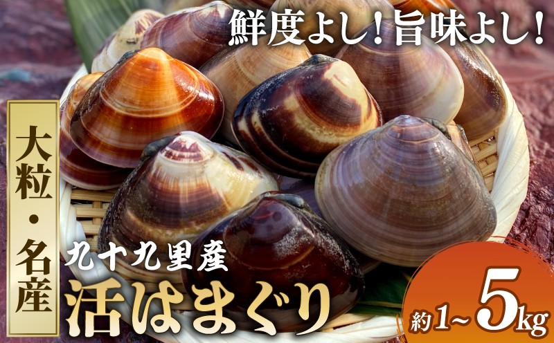 
                  はまぐり 活  蛤 選べる 大粒 / 名産 1kg ~ 5kg 【 某TV番組で全国1位! 】 砂抜き 活はまぐり 貝 九十九里 千葉 千葉県 旭市 旭 飯岡ヤマイチ水産-大納屋- iys
                
