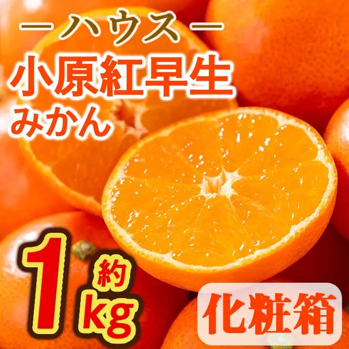 ＜先行予約！2027年6月下旬以降順次発送予定＞香川県産 ハウス小原紅早生みかん(約1kg/化粧箱) ミカン フルーツ 果物 柑橘 人気 【man072】【Aglio nero】