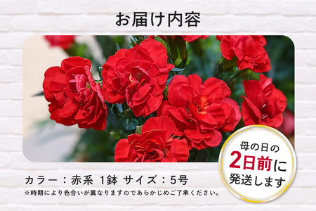 カーネーション 赤系 鉢植え 母の日 贈り物 A07-006 