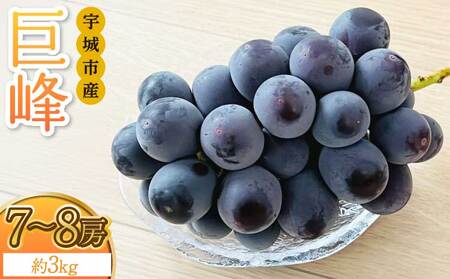 巨峰 きょほう 葡萄 ぶどう 約3kg 7～8房 【8月上旬～8月下旬発送予定】 みのだ観光農園 熊本県 宇城市産