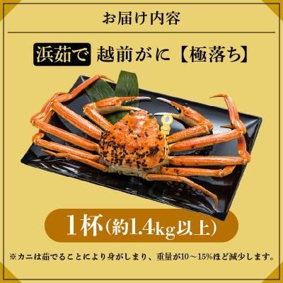 ふるさと納税 越前町 越前がに 浜茹で 極落ち(生で約1.4kg以上)× 1杯【11月より順次発送】 |  | 03