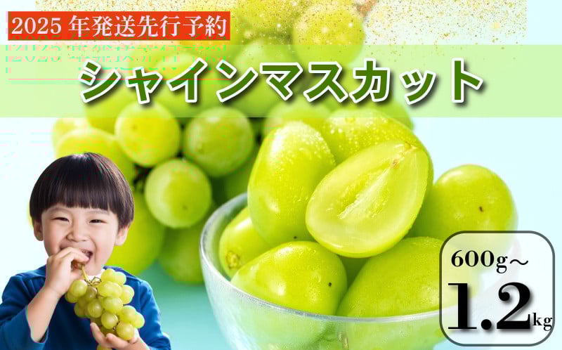 
            【2025年9月順次発送】 シャインマスカット 約600g～1.2kg 1房/2房 大粒 産地直送 贈答用 ご家庭用 季節限定 ぶどう ブドウ 葡萄 フルーツ 果物 くだもの 四国 徳島 小松島 しゃいんますかっと マスカット 高級 1房 2房 化粧箱入り  9月 10月 11月 発送 フルーツ 季節のフルーツ 贈り物 贈答用 贈り物 人気 高級 ギフト 新鮮 おすすめ 甘い 送料無料 ふるさと
          