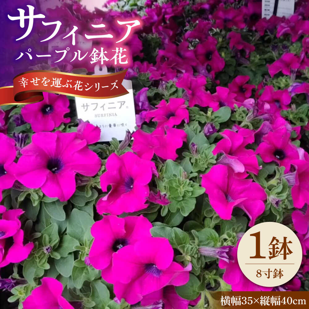 【ふるさと納税】【4月末より順次発送】 サフィニア パープル 鉢花　/ 瑞浪市 中山園芸 花 お花 お祝い 鉢植え 生花 ギフト プレゼント フラワー[AZDC006]