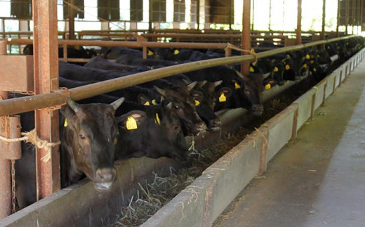 丹精込めて育て上げた牛は肉質がしまり、赤みと脂肪の色調が鮮やかで美しい霜降り状態になるとのこと。