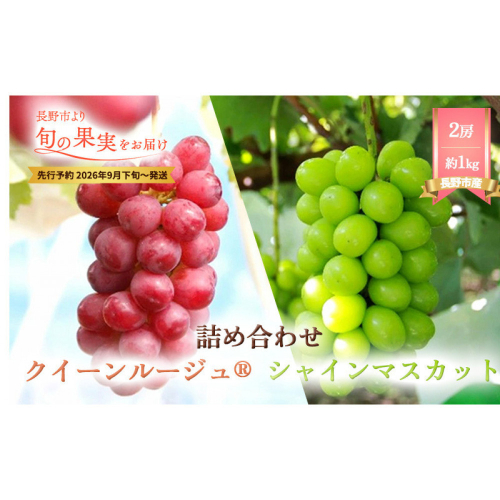 本気農場いけだ　シャインマスカット・クイーンルージュ詰合せ1kg【2026年9月下旬以降の出荷分】 |  シャインマスカット ぶどう フルーツ 果物 人気 おすすめ ギフト プレゼント 送料無料 長野県 長野市 信州 信濃 ふるさと納税