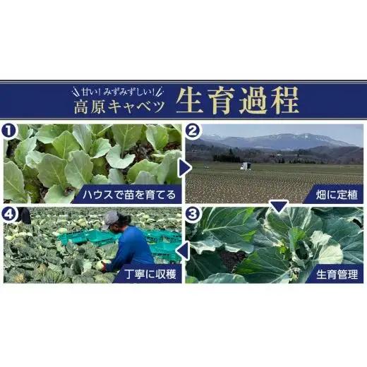 ＜レビューキャンペーン開催中＞【7月中旬発送開始】 嬬恋キャベツ  嬬恋産 高原キャベツ4玉1ケース Lサイズ 先行予約 2026年発送 [AS002tu]