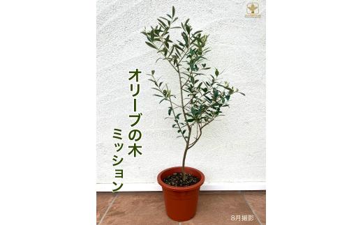 A-060  オリーブ・ミッション（6号鉢植）　※沖縄・離島への配送不可