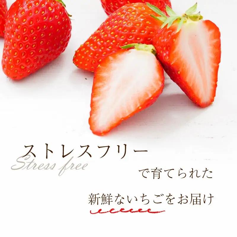 【2027年1月下旬～発送予定】いちご 古都華 約250g×4パック