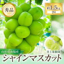 【ふるさと納税】 【令和7年産先行予約】 シャインマスカット 約1.5kg (2房 秀) 《令和7年9月中旬～発送》 『いのうえ果樹園』マスカット ぶどう 果物 フルーツ デザート 山形県 南陽市 [1312]