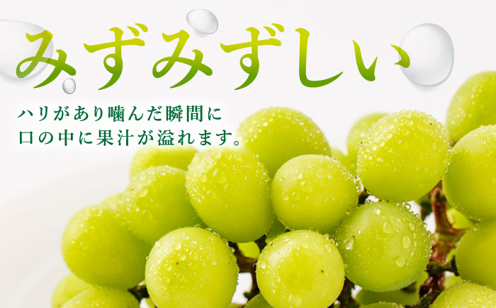 【甘くてみずみずしい】シャインマスカット 約2kg（3～4房） /菓子工房ピュアハート [UDF002] 果物