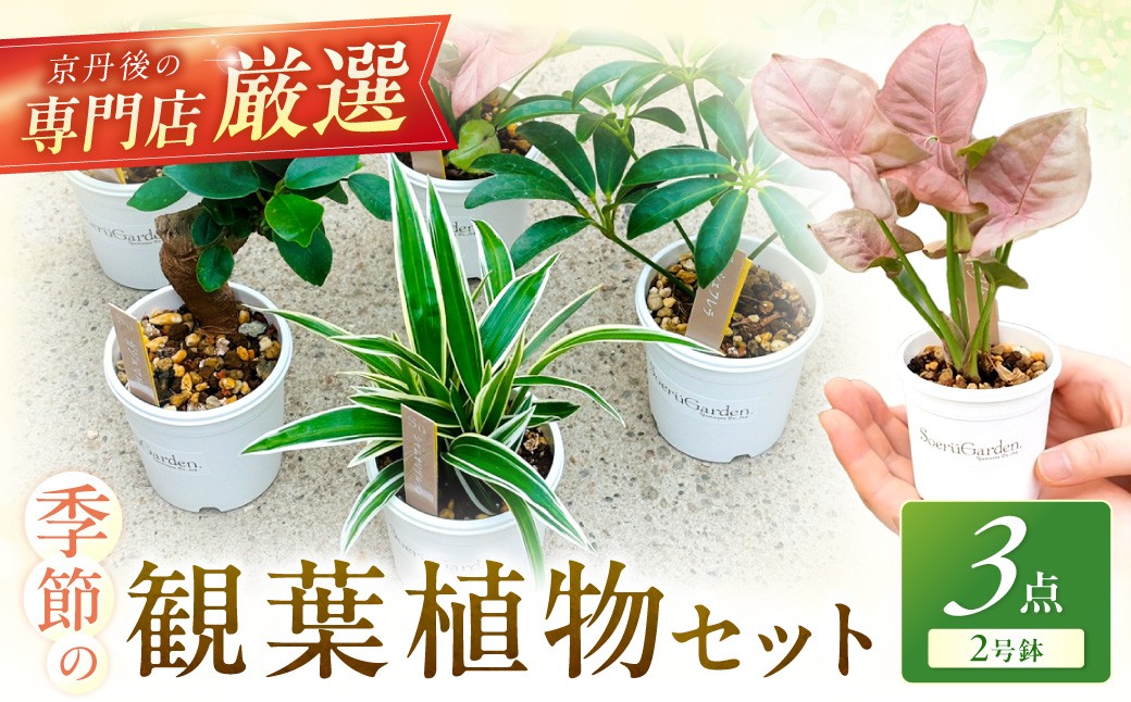 【お部屋にちょうどいい】観葉植物お試し3点セット｜専門店が選ぶ“はじめてのグリーン”【京都・京丹後】 植物 ガーデニング 癒し 自然 ふるさと納税 観葉植物 プレゼント 記念日 おしゃれ ふるさと納税 母の日　YE00004
