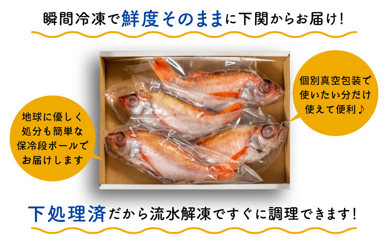 【のどぐろ 中 サイズ 4尾】 高級 ノドグロ 下処理 済み 魚 鮮魚 海鮮 冷凍 アカムツ 赤ムツ 下処理 済 白身 トロ 塩焼き 煮付け 炊き込みご飯 おかず つまみ 個包装 真空 下関 山口