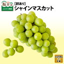 【ふるさと納税】【先行予約】【訳あり】シャインマスカット 約500g/1kg 【選べる内容量】【2024年8月中旬以降順次発送予定】【わけあり ワケアリ マスカット ブドウ ぶどう 葡萄 果物 くだもの フルーツ 果実】