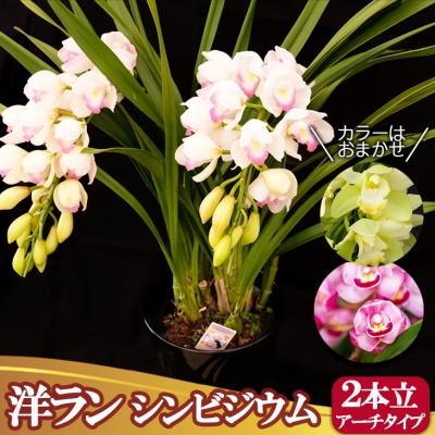 ふるさと納税 小郡市 洋ラン シンビジウム (2本立て) アーチタイプ [No5354-0853]