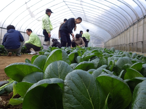 （チルド）山口農園 有機野菜 おまかせセット ＋ カレー２箱 詰合せ / 山口農園 有機野菜 伝統野菜 オーガニック ベジタリアン 定期便 カレー 無農薬 野菜セット 送料無料 無農薬 農家直送 ふる