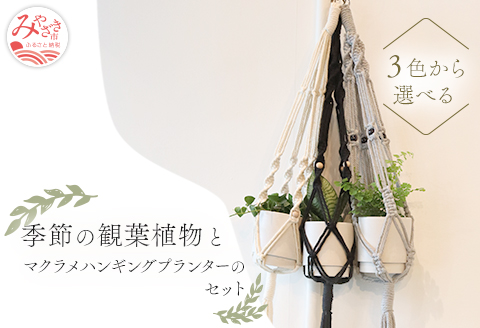《黒》季節の観葉植物と3色から選べるマクラメハンギングプランターのセット 観葉植物 飾り インテリア マクラメ編み マクラメ ハンギング プランター 鉢 黒 ブラック 手編み おしゃれ 植物 室内