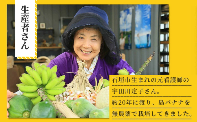 希少！特許製法で作るシリカ水で栽培する特別な「島バナナ」OI-6