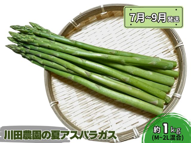 アスパラガス 先行予約 夏アスパラガス 約1kg+100g M～2L 混合 川田農園 アスパラ グリーンアスパラ 野菜 夏野菜 旬 旬の野菜 産地直送 2025年 2025 予約 青森 冷蔵 冷蔵配送 7月～9月発送