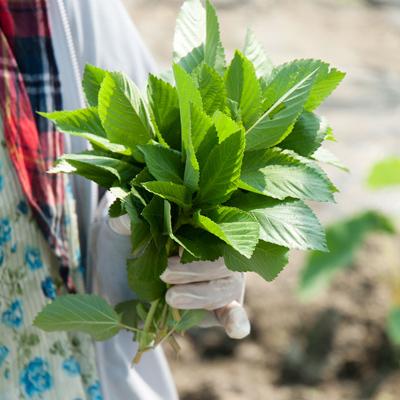 ふるさと納税 大刀洗町 「TACHIARAI」おいしかぁ〜便 (夢つくし2kg入) |  | 02