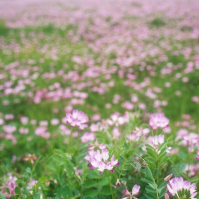 ふるさと納税 大垣市 【令和7年産】れんげハツシモ玄米 15kg |  | 03