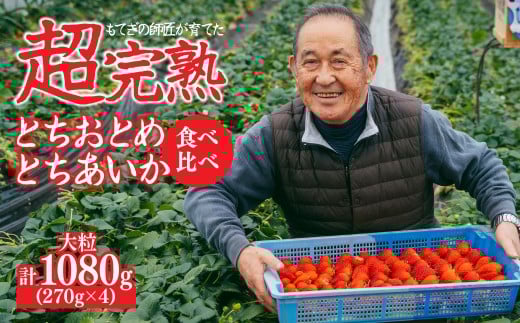 【先行受付：1月中旬以降発送】いちご「茂木完熟いちご」師匠が育てた朝採れとちおとめ × とちあいか 食べ比べセット大粒 約270g × 各2パック 合計約1080g | いちご イチゴ 苺 とちあいか とちおとめ 完熟 果物 フルーツ 甘い あまい くだもの 旬 産地直送 栃木県産 関いちご園 栃木県 茂木町