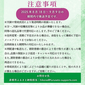  ぶどう 約700~900g 1房 ぶどう ぶどう ぶどう ぶどう ぶどう