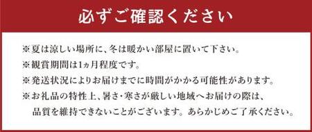 たんぼのラン屋さん 5本立白大輪【2025年3月上旬発送】