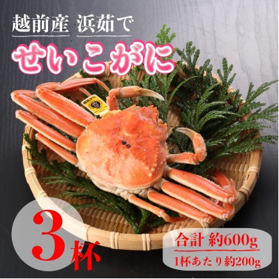 【2025年11月中旬頃より順次発送】《浜茹で》越前産せいこがに　3杯(生で合計約600g)【配送不可地域：離島・北海道・沖縄】【1611473】