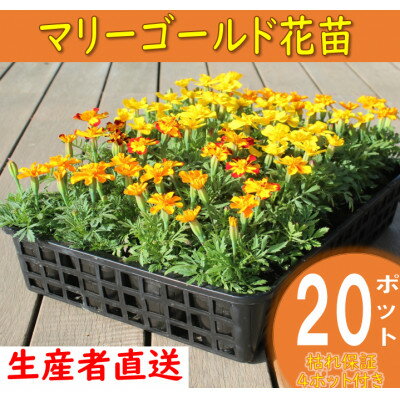 【ふるさと納税】【先行予約】マリーゴールド花苗セット(20+4ポット)【配送不可地域：離島・沖縄県】【1494369】