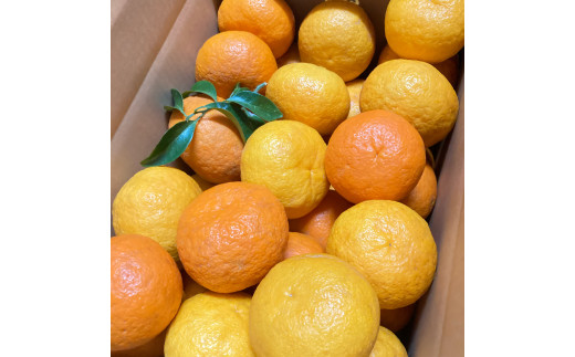 三余農園 甘夏 10kg