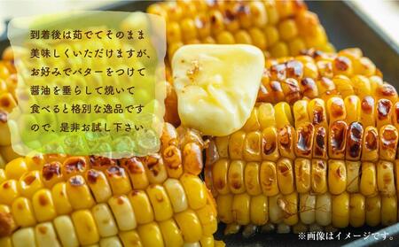 【先行予約】朝採り　とうもろこし　ゴールドラッシュ　約4.2kg（M～Lサイズ× 13本）（2025年8月下旬から順次発送予定）【 人気 北海道産 糖度 生 野菜 スイートコーン 産地直送 バーベキュ