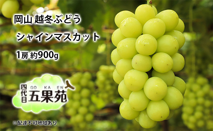 越冬 ぶどうシャイン マスカット 1房 約900g  岡山県産 四代目 五果苑 果物類 フルーツ 糖度20度 甘い 種なし 皮ごと 低温貯蔵 