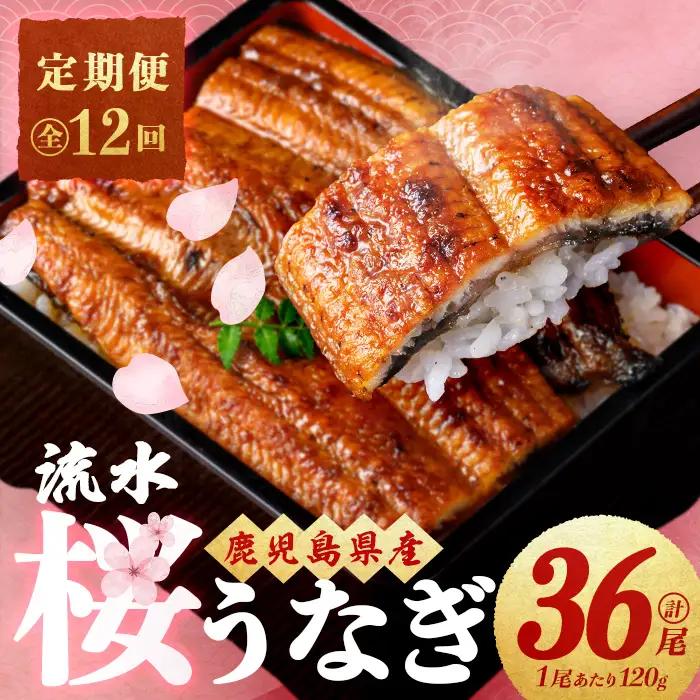 【ふるなび限定】 【定期便・全12回】流水桜うなぎ定期便 計4.3kg超（120g×3尾×12ヶ月） FN-Limited-SP t0168-002
